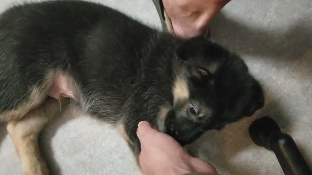 Pack Lives Matter: Scout Reveals His Sensitive & Compassionate Personality