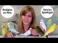 Budgies as Pets | Living with Budgies | Species Spotlight