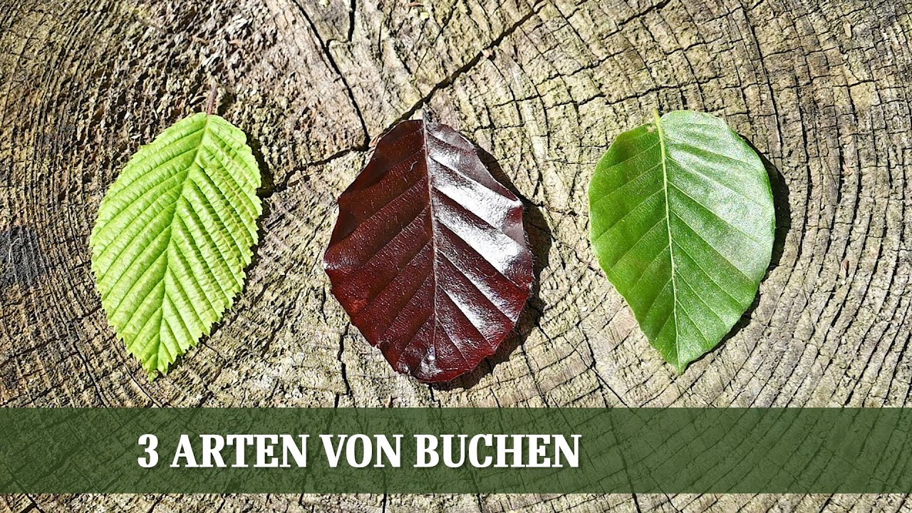 Unterschied Rotbuche Hainbuche
