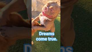 Dreams come true. #funnydog #fun #puppy #like #funnyanimal #shorts #youtubeshorts #youtube #funny