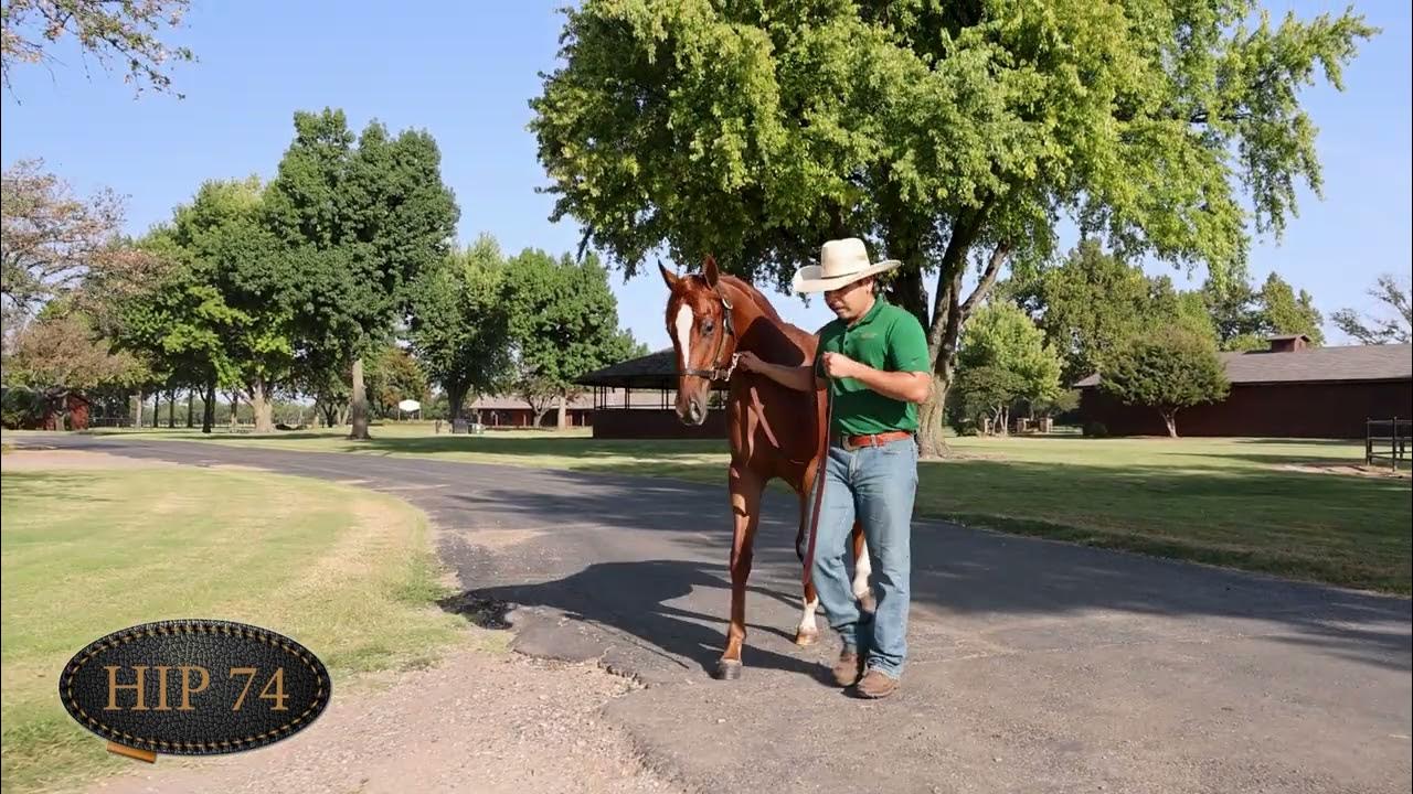 2023 Heritage Place Yearling Hip 74 YouTube