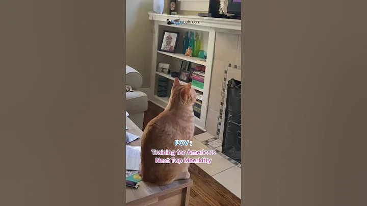 Video 11632171: cat training, kitten home, cat adoption