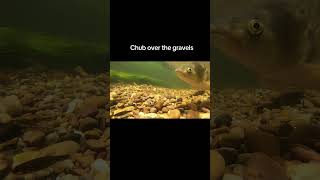 Chub over the gravels