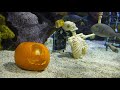 SCUBA diver pumpkin carving challenge!