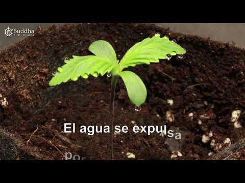 Video: ¿Qué superficie de la hoja transpira más, por qué?