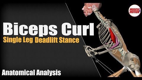 Biceps Curl, Single Leg Deadlift Stance | Anatomical Analysis