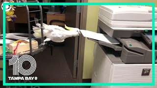 Cincinnati Zoo shares video of cockatoo just making some copies screenshot 4
