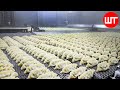Dumplings Making Process | How Dumplings Are Made In Factory | Food Factory