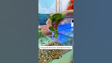 Tượng kẹp giữ đồ độc đáo dùng để trồng cây thuỷ canh và trang trí cho bể cá #aquatic #shorts