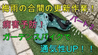 梅雨時期の病害対策その２ ガーデンスパイクで通気性確保 発育促進 Youtube