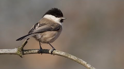 Miovo Intro v2 ~ Dylan Best