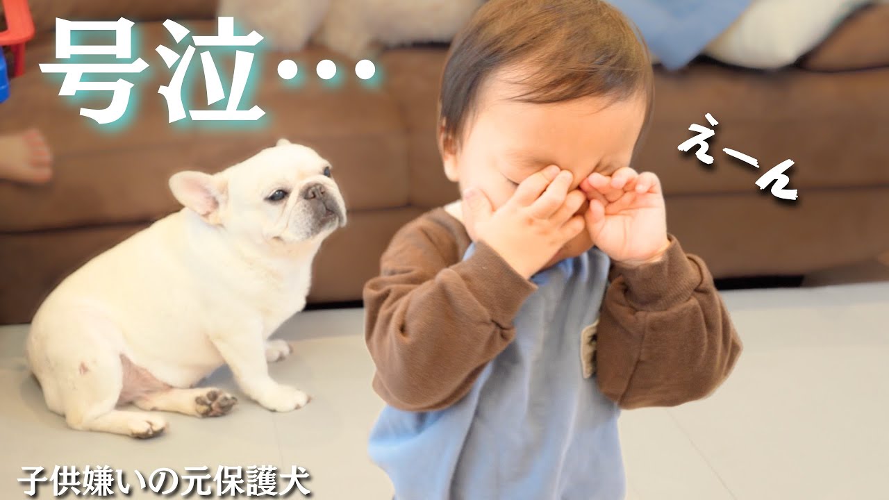 This is what happened when a 2-year-old tried to befriend a French