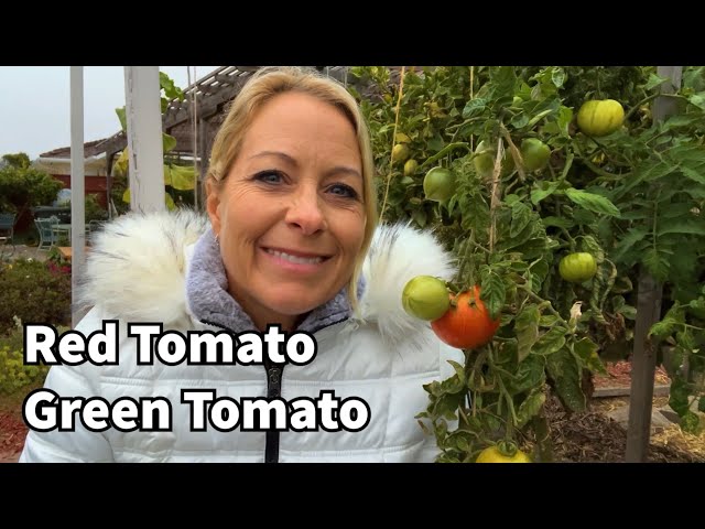 240 - Red Tomato Green Tomato - YouTube