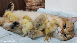 This Scottish cat hugs chicks like her own💕 Very cute 🥰 by Funny Pets 4,946 views 10 months ago 2 minutes, 16 seconds