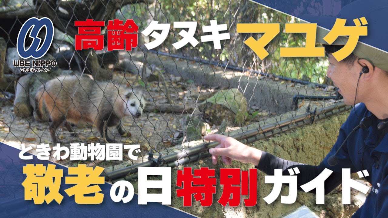 高齢タヌキの〝マユゲ〟「健康で長生きしてね」 ときわ動物園で敬老の