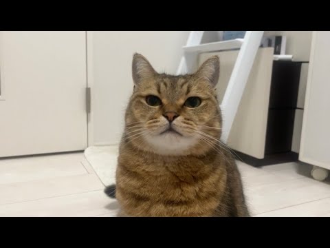 太々しいポテポテ猫がこの後、大ジャンプを見せました（笑）