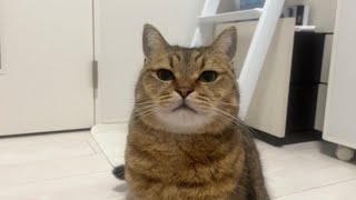 太々しいポテポテ猫がこの後、大ジャンプを見せました（笑）