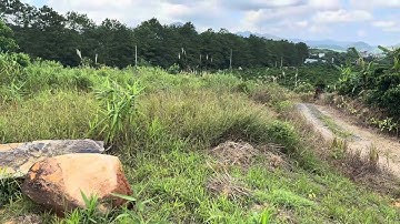 1000m2 cao thoáng cực đẹp tại xã Đại Lào,hai mặt đường,view rừng thông,giá ngộp chỉ 850 triệu