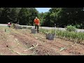 Harvesting Over 4000 onions on 2400sq'