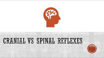Reflexes: Cranial Reflexes vs Spinal Reflexes