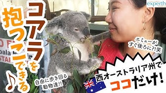 Jozpictsishmj コアラ パップ 作り方 コアラ パップ 作り方