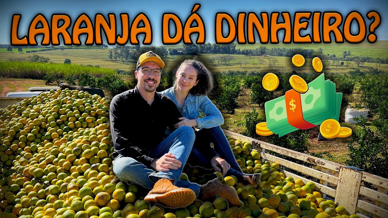 LARANJA DÁ DINHEIRO? Colheita Começou.