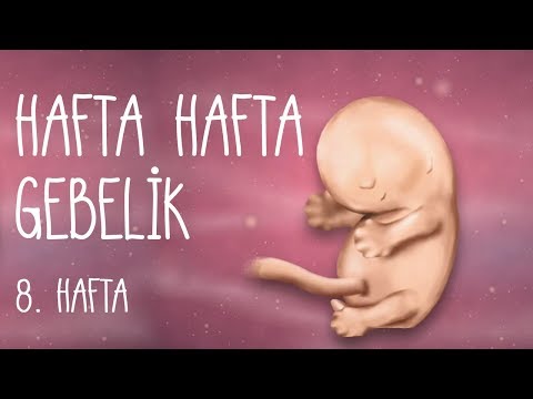 Hafta Hafta Gebelik 8. hafta