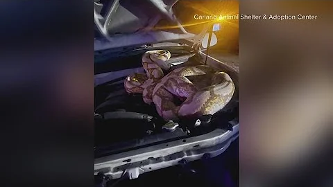 Garland Animal Control captures 15-foot python