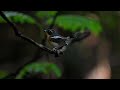 Rufous-chested Flycatcher