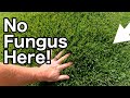 How To STOP FUNGUS In Your Lawn Before It Starts