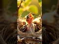#Wildlife #Shorts The Sweetest Bird Song in the Forest #Birds #Nature
