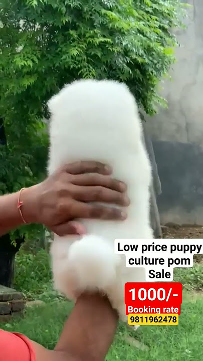 Toy culture pom puppy for sale  | cash on delivery |  possible bl,toy dog breed, pomeranian puppy