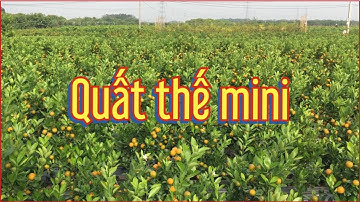 Quất Tết 2021 quất bát đẹp - quất thế mini quất thần tài