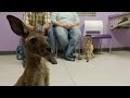 Look What's Hopped Into The Vet's Office! Two Kangaroos... In Diapers!