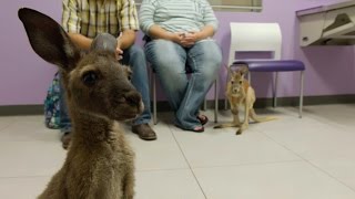 Look What's Hopped Into The Vet's Office! Two Kangaroos... In Diapers!