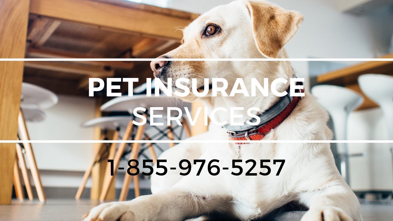 Pet Insurance Brooklyn NY - Best Pet Insurance For Dogs ...