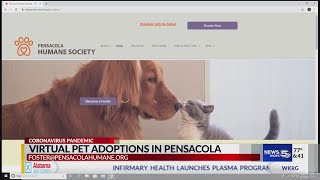 Everything's virtual these days! Including pet adoptions!