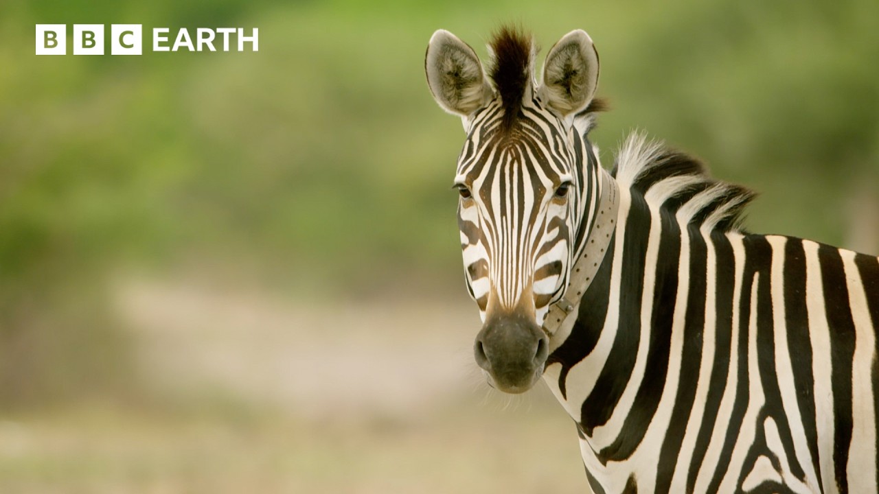 A Zebra’s Journey Through the Wild | Nature’s Great Migrations A Zebra’s Journey Through the Wild | Nature’s Great Migrations