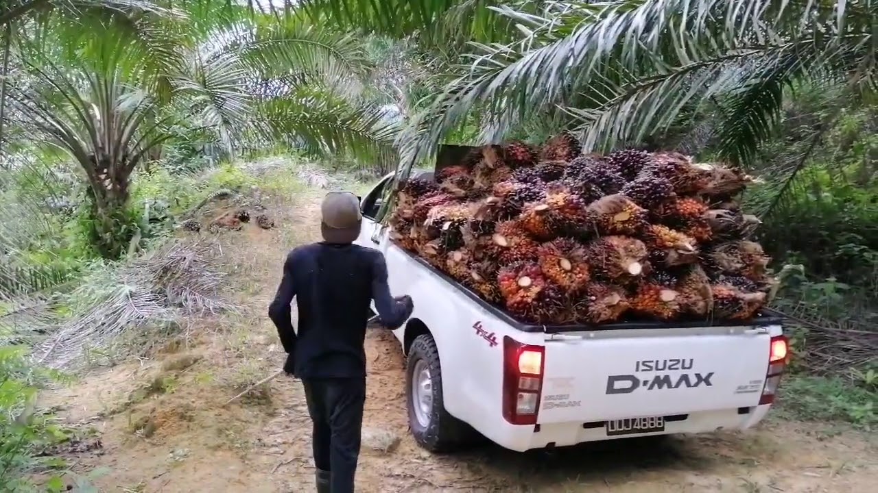 ISUZU D max 4x4 Single Cab Pickup.. Isi penuh kelapa sawit...