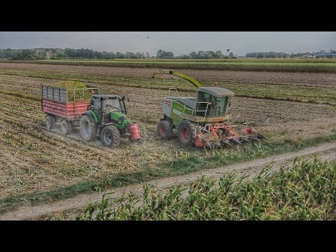 ★ Kukurydza na