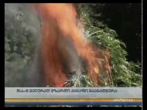 შსს-მ ველურად მზარდი კანაფი გაანადგურა