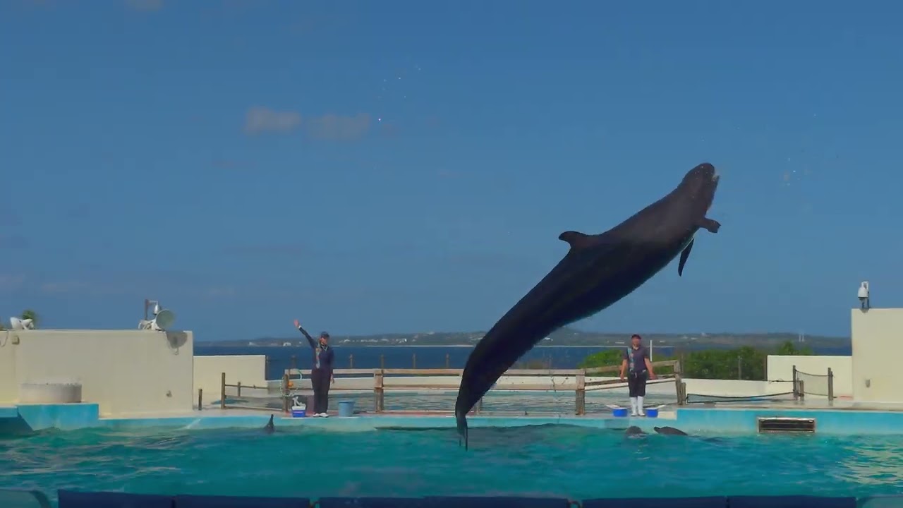 【沖繩美麗海水族館】Okichan海豚劇場~ #沖繩#美麗海#水族館#海豚