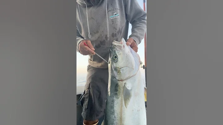 How to ikejime a California yellowtail #ikejime #fishing #yellowtail #shinkejime #howto #food #wild