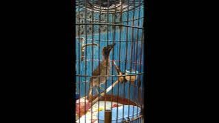 Burung Koak Kaok raja