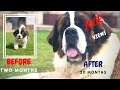 Saint bernard puppy growing up . 2 to 20 months