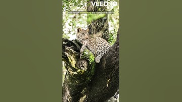 Sri Lankan Leopard (Panthera pardus kotiya) 🐯 #wild #leopard #srilanka #youtubeshorts #viral