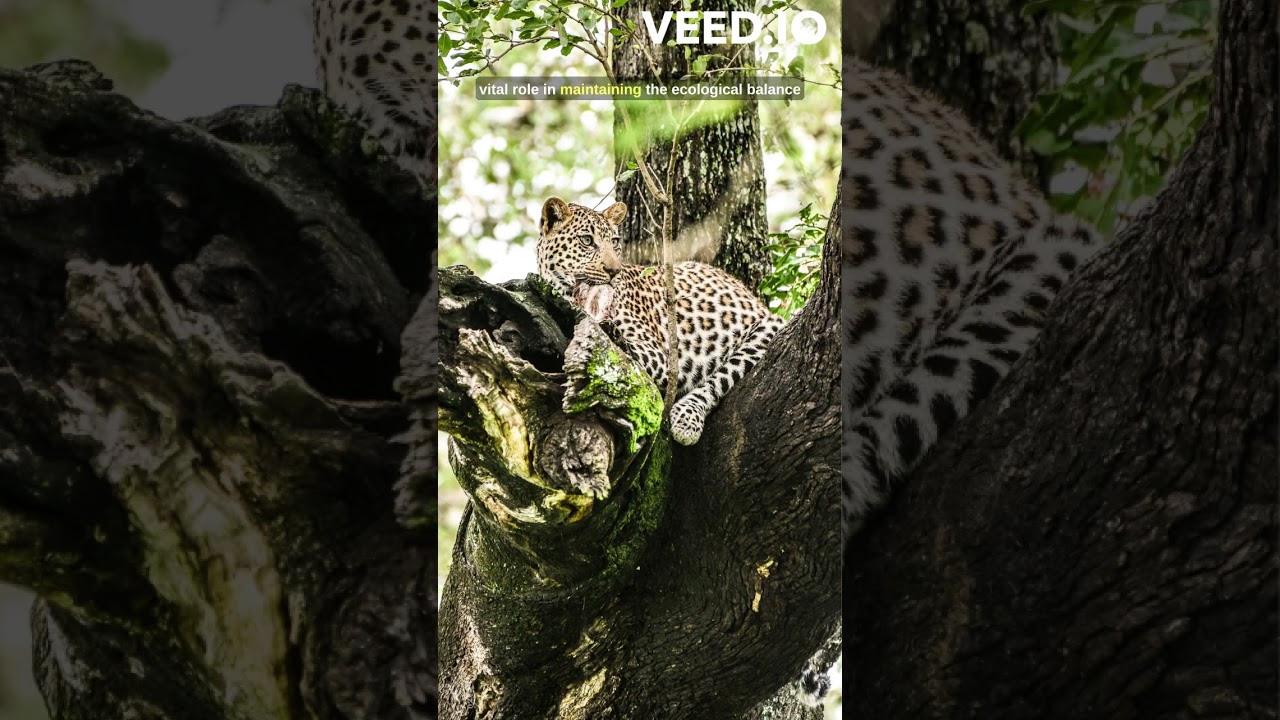 Sri Lankan Leopard (Panthera pardus kotiya) 🐯 