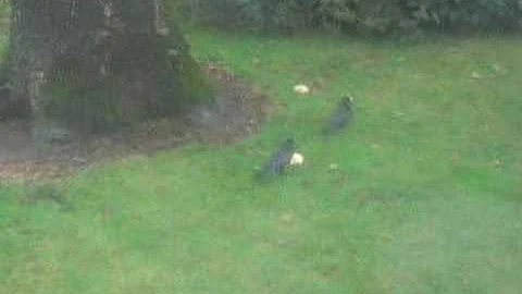 Birds Eat Donuts