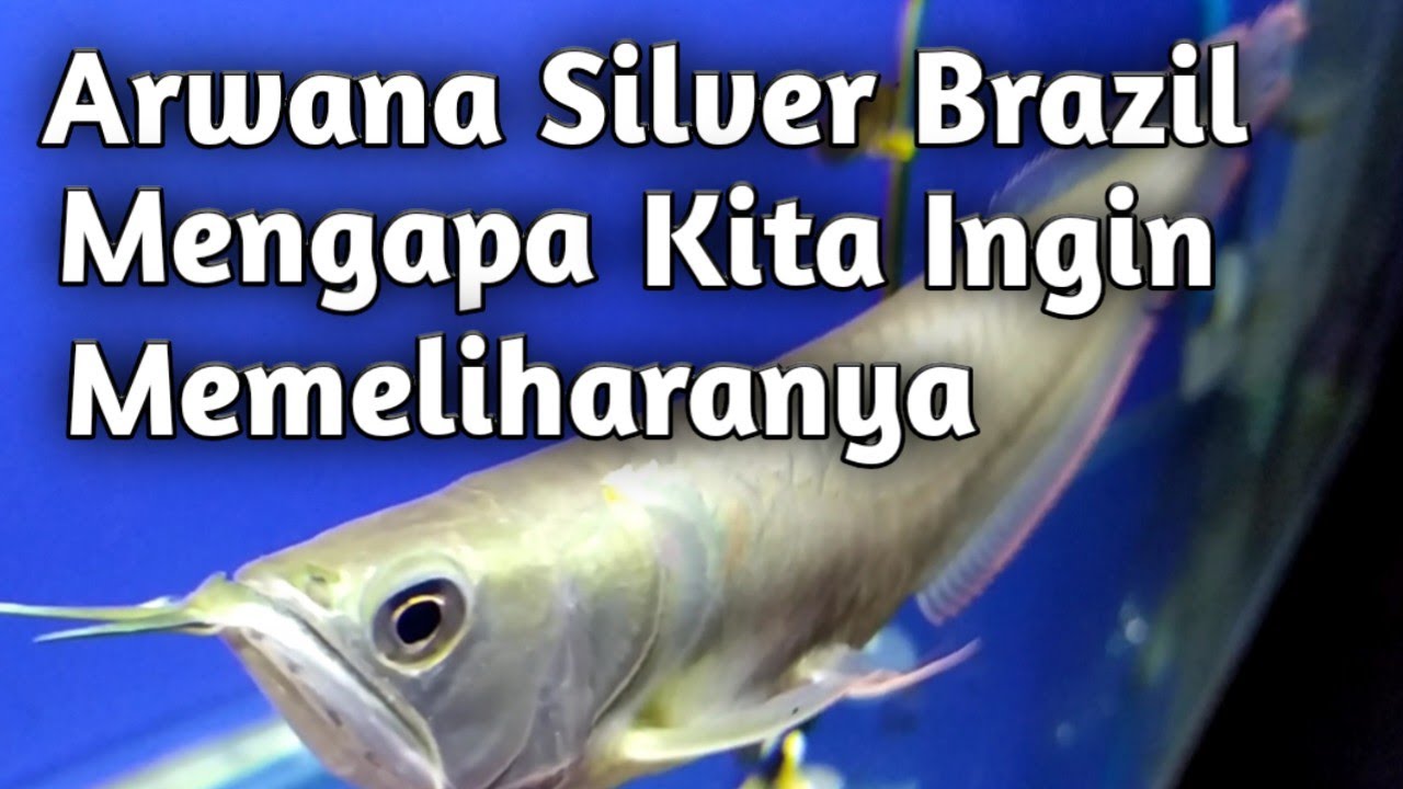 Ikan Arwana Silver Keunikannya Sehingga Ingin Memeliharanya