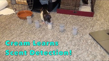 Cream Learns Scent Detection!